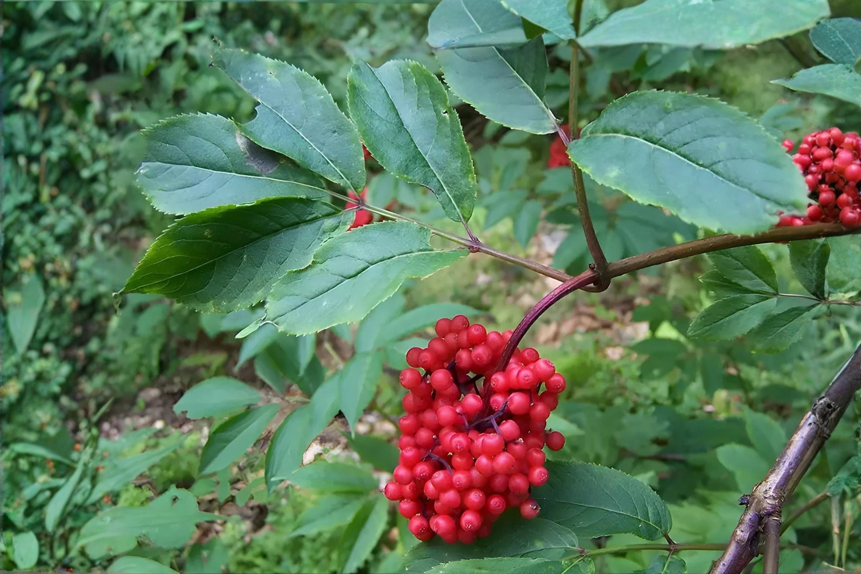 Jumpseed Seeds (15) | Woodland Native Shade-Loving Plant with White Flower Spikes | Persicaria virginiana