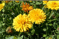 Pacific Beauty Yellow Calendula Seeds – Annual Flower, Deep Yellow Blooms, Calendula officinalis for Garden Borders and Pollinator Gardens