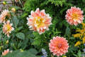Peaches & Cream Dahlia Tuber Clump - Dinnerplate Decorative Flower - Dahlia pinnata
