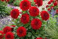 Dahlia Bulb Tuber Clumps | AMORA Karma Variety | Bold Color for Garden Beds & Containers | Dahlia 'AMORA Karma'