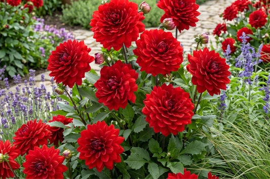 Dahlia Bulb Tuber Clumps | AMORA Karma Variety | Bold Color for Garden Beds & Containers | Dahlia 'AMORA Karma'