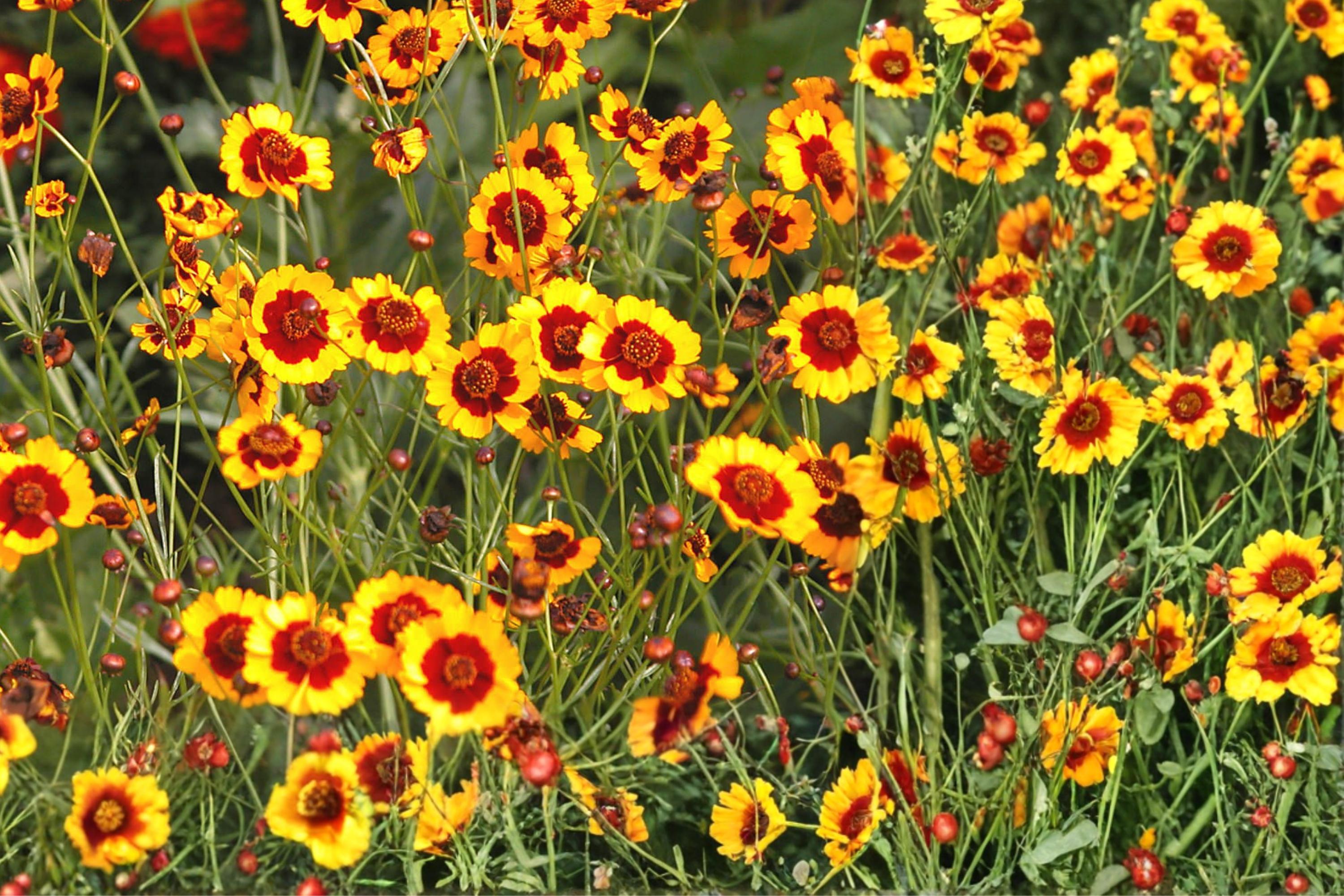 Plains Coreopsis Seeds – Coreopsis tinctoria Wildflower, Red & Yellow Bicolor Blooms, Drought Tolerant, Pollinator-Friendly, Annual Seed