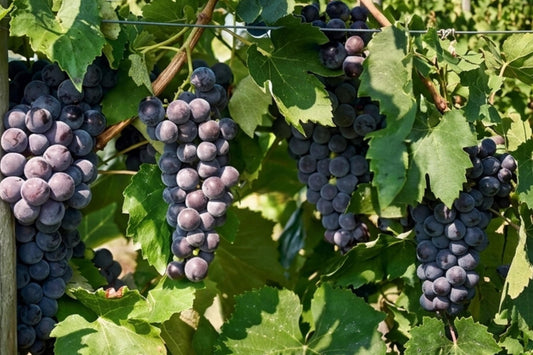 Everest Seedless Grape Vine Plant – 1-2 Year Old Vitis vinifera for Home Gardens, Patios & Trellises