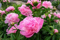 Sarah Bernhardt Peony Bulb - Pink Double Flower Root - Paeonia lactiflora - Live Perennial Garden Plant