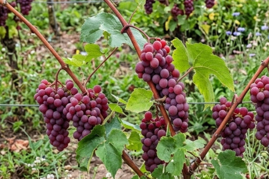 Canadice Seedless Grape Vine Plant – 1-2 Year Old Vitis vinifera for Garden or Patio