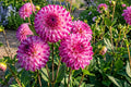Giant Ball Dahlia Bulb Clumps – Caproz Pizzazz, Vigorous Blooms, Dahlia pinnata, Full Sun, Garden Flower Tuber