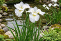 Snow Queen Siberian Iris Rhizomes - Bare Root Perennial with White Flowers - Iris sibirica
