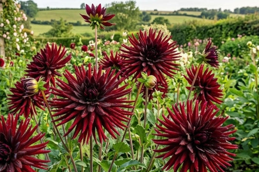 Black Narcissus Cactus Dahlia Bulb Tuber Clumps - Deep Red Exotic Flowers - Dahlia pinnata
