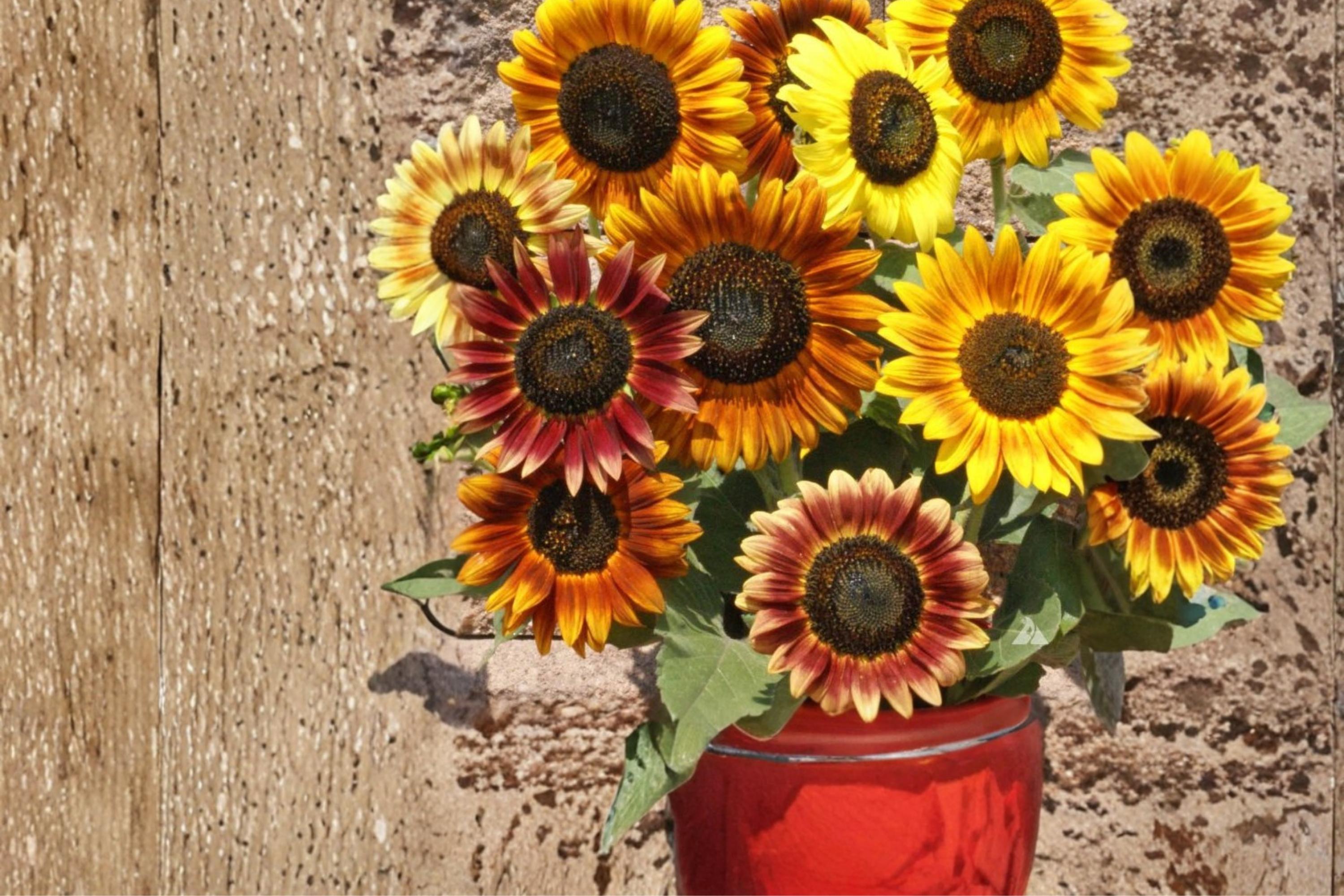 Autumn Beauty Sunflower Seeds – Helianthus annuus – Mixed Warm-Toned Blooms, Annual Flower, Bright Garden Border Plant