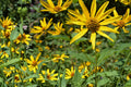 Early Sunflower Seeds – Heliopsis helianthoides Perennial Flower Seeds for Garden, Yellow Daisy-Like Blooms, Pollinator Plant