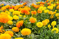 Crackerjack Marigold Seeds – Tagetes erecta – Large Double Yellow and Orange Blooms – Annual Flower for Borders & Garden