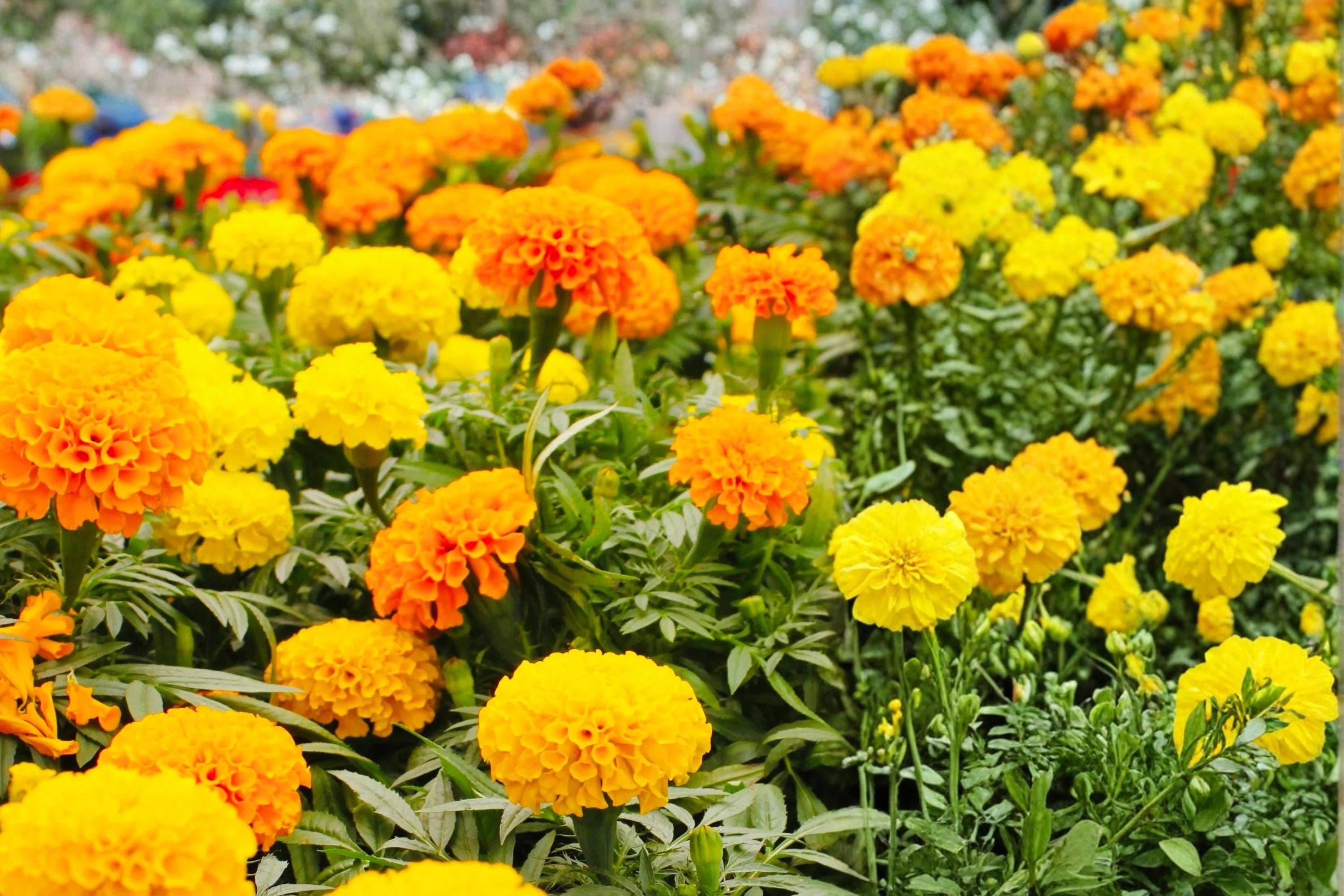Crackerjack Marigold Seeds – Tagetes erecta – Large Double Yellow and Orange Blooms – Annual Flower for Borders & Garden