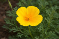 Annual Phlox Seeds – Bright Colorful Clusters in Pink, Red, Purple, White | Easy to Grow Pollinator-Friendly Flowers