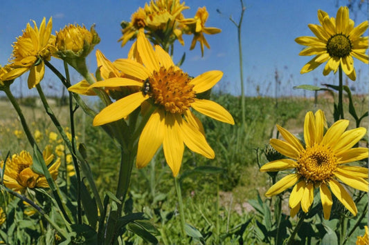 Yellow Crownbeard Seeds – Perennial Wildflower Verbesina helianthoides with Bright Yellow Daisy-Like Blooms