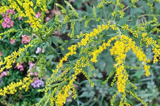Elmleaf Goldenrod Seeds – Perennial Wildflower with Yellow Clusters – Solidago ulmifolia, Native Pollinator Plant