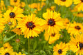 Black-eyed Susan Seeds (Rudbeckia hirta) – Bright Yellow Wildflower for Gardens, Borders & Pollinator Habitats