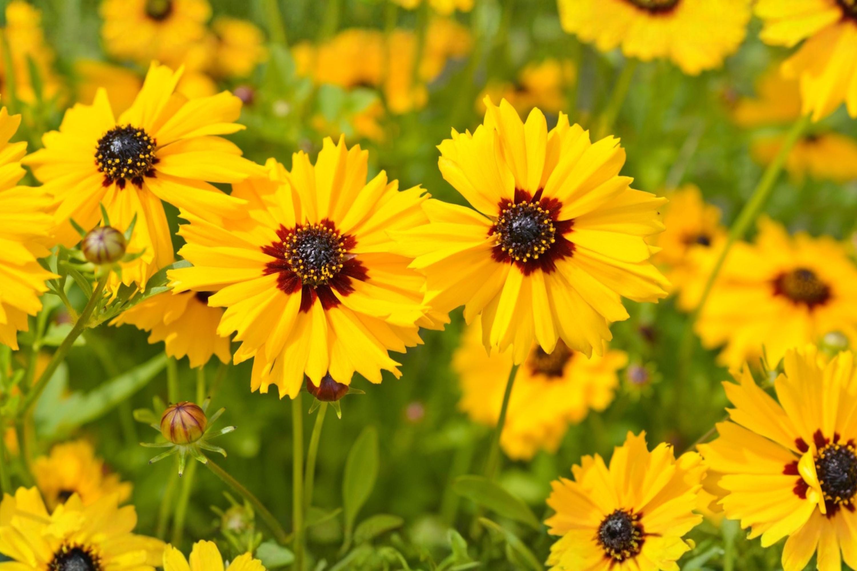 Black-eyed Susan Seeds (Rudbeckia hirta) – Bright Yellow Wildflower for Gardens, Borders & Pollinator Habitats