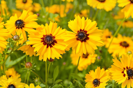 Black-eyed Susan Seeds (Rudbeckia hirta) – Bright Yellow Wildflower for Gardens, Borders & Pollinator Habitats