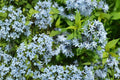 Eastern Bluestar Seeds – Amsonia tabernaemontana – Perennial Pale Blue Star-Shaped Flowers for Garden & Native Plantings