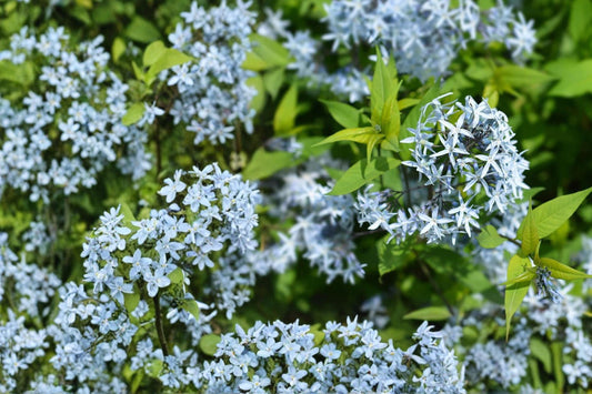Eastern Bluestar Seeds – Amsonia tabernaemontana – Perennial Pale Blue Star-Shaped Flowers for Garden & Native Plantings