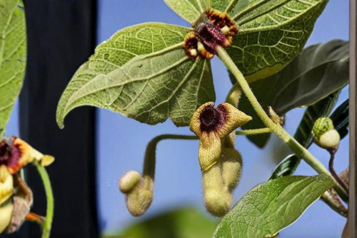 Woolly Dutchman’s Pipevine Seeds – Aristolochia tomentosa Perennial Climbing Vine with Heart-Shaped Leaves