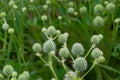Rattlesnake Master Seeds – Eryngium yuccifolium Perennial Wildflower with White Spherical Flower Heads