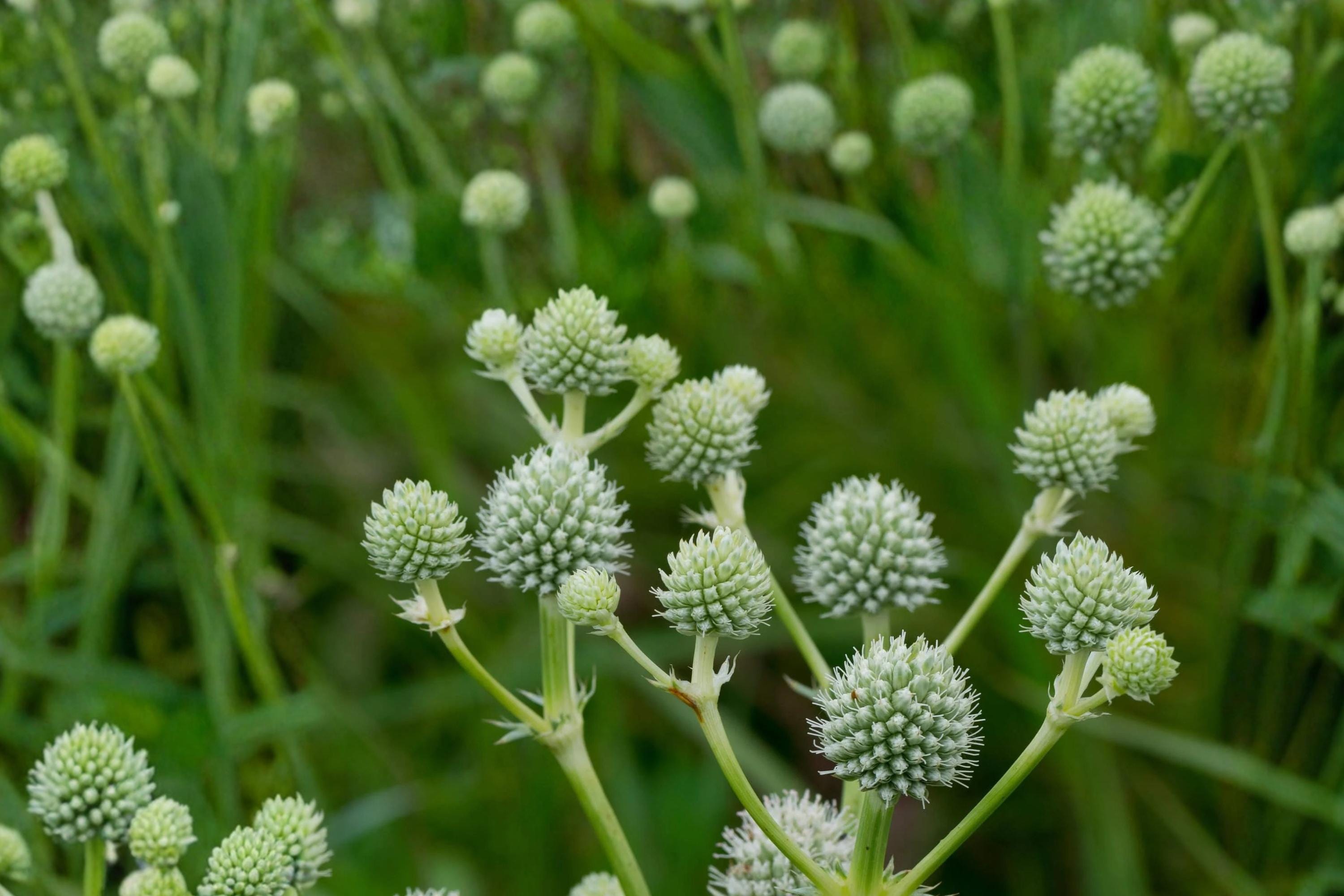 Rattlesnake Master Seeds – Eryngium yuccifolium Perennial Wildflower with White Spherical Flower Heads