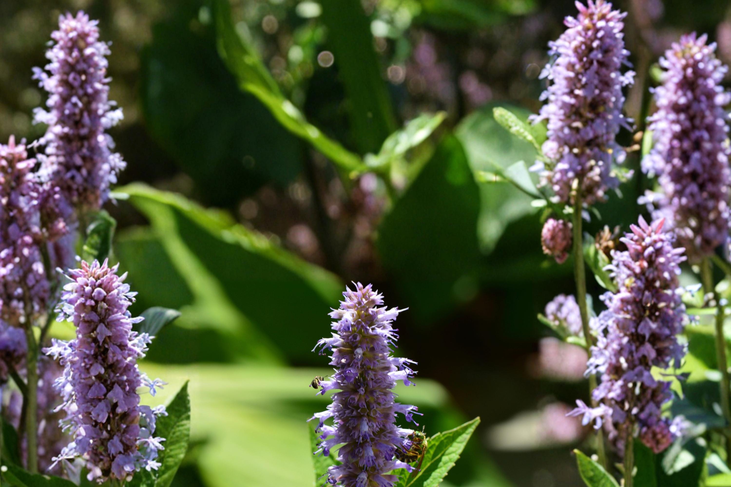 Anise Hyssop Seeds – Agastache foeniculum – Perennial Lavender-Blue Flowering Plant for Pollinators & Garden Borders