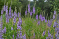 Hoary Vervain Seeds – Verbena stricta Perennial Wildflower with Purple Lavender Flower Spikes for Prairie, Meadow, and Pollinator Gardens