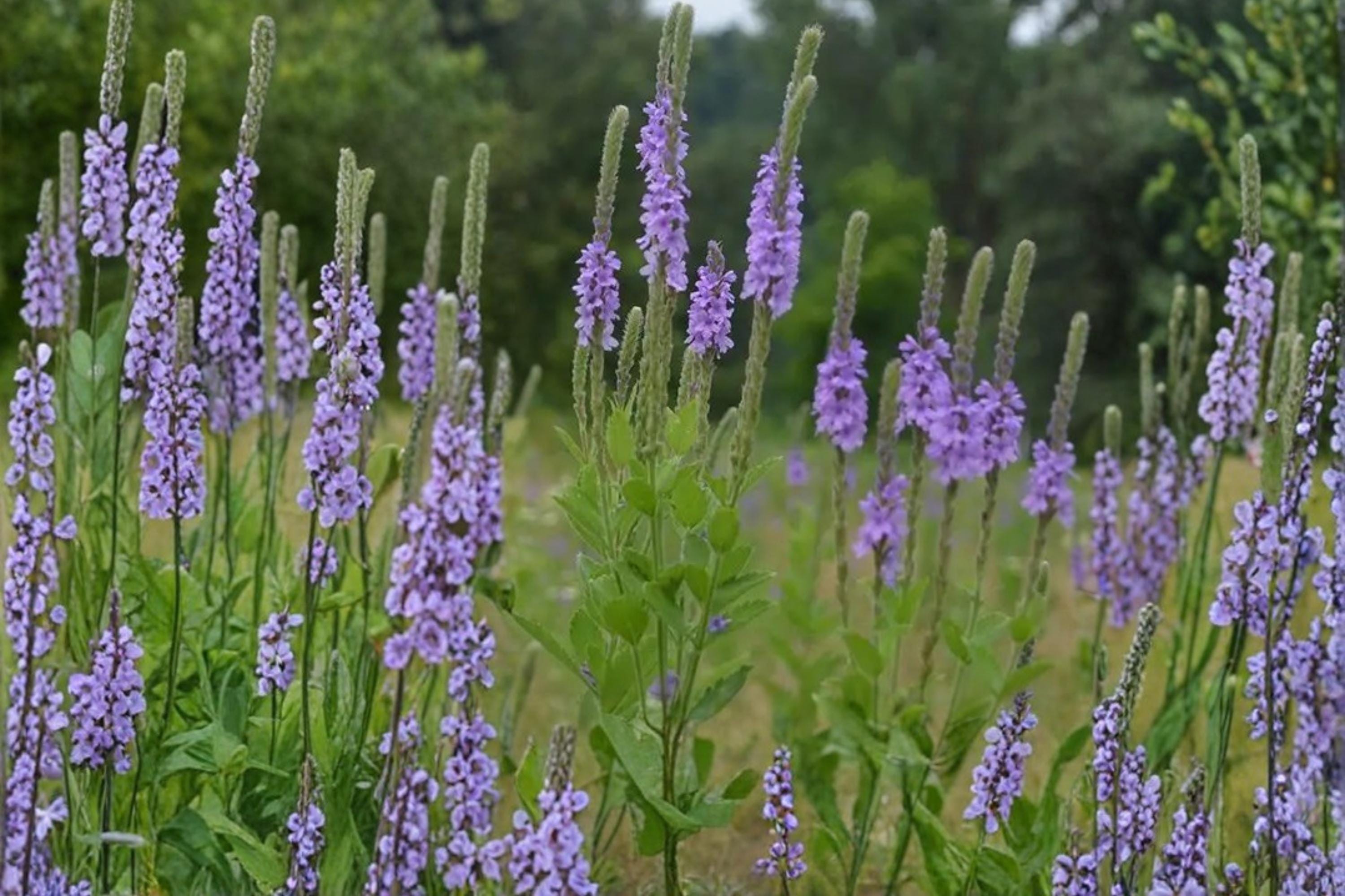 Hoary Vervain Seeds – Verbena stricta Perennial Wildflower with Purple Lavender Flower Spikes for Prairie, Meadow, and Pollinator Gardens