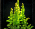 Live Aquarium Plants 3 Pack Hornwort Ceratophyllum demersum Freshwater Background Easy Care