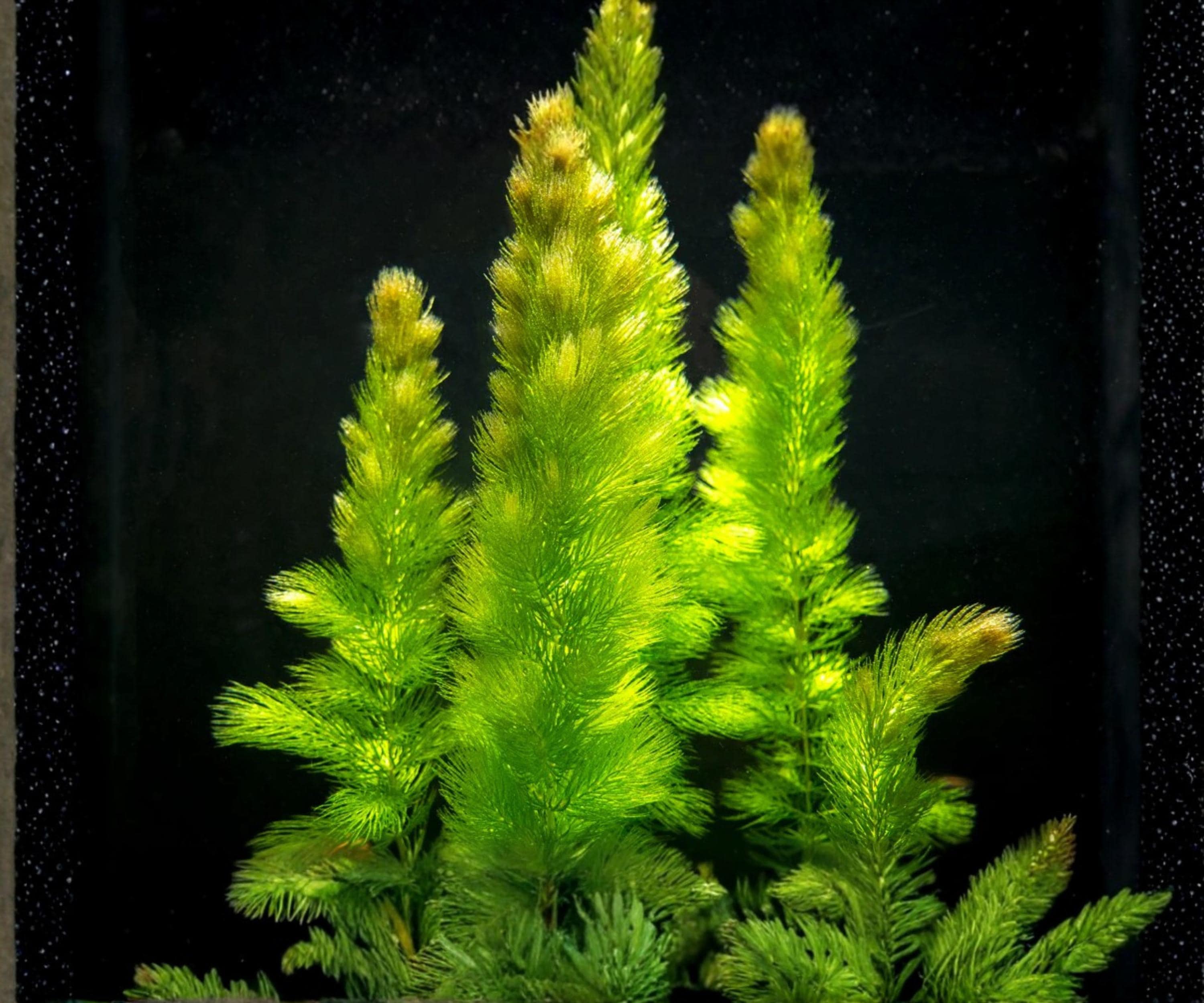 Live Aquarium Plants 3 Pack Hornwort Ceratophyllum demersum Freshwater Background Easy Care