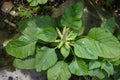 Catnip Seeds (Nepeta cataria) – 100 Pack, Herb for Cats, Garden, Pollinator, Easy to Grow