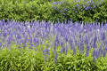 Blue Sage Seeds – Salvia farinacea, Blue to Violet Flowering Annual, Pollinator & Border Plant, Drought Tolerant, Full Sun