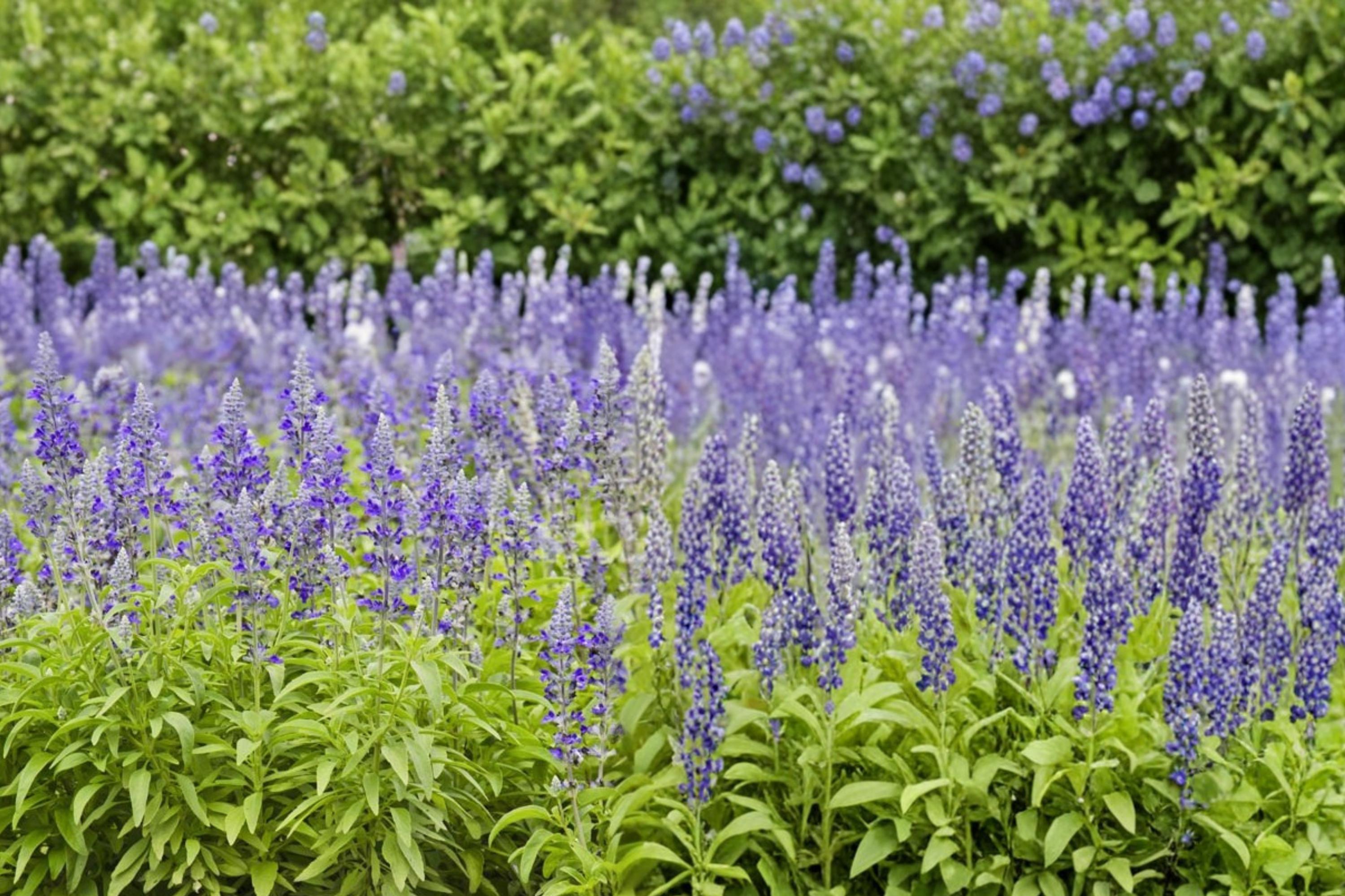 Blue Sage Seeds – Salvia farinacea, Blue to Violet Flowering Annual, Pollinator & Border Plant, Drought Tolerant, Full Sun
