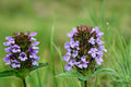 Heal All Seeds – Prunella vulgaris, Perennial Groundcover with Purple Flower Spikes, Wildflower Seed for Pollinator Gardens