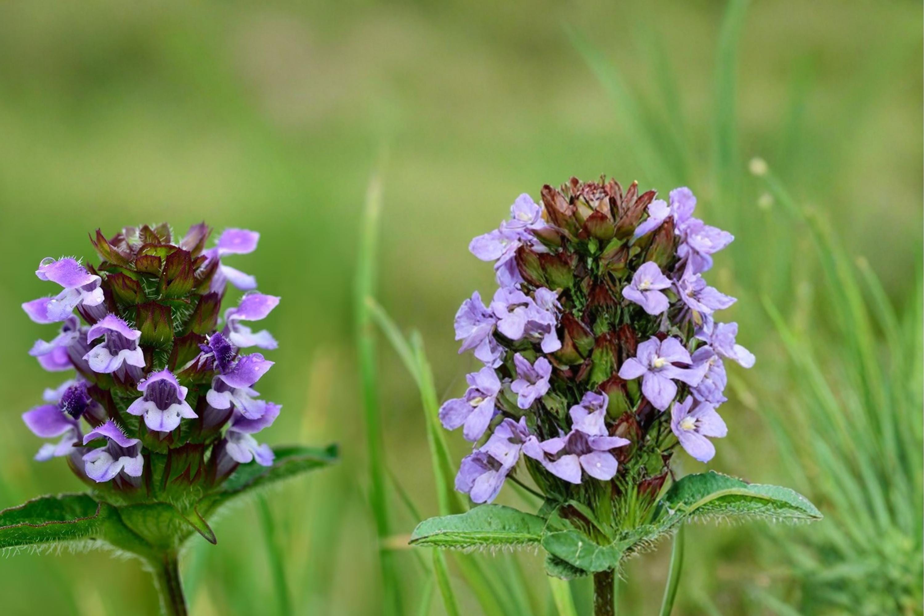 Heal All Seeds – Prunella vulgaris, Perennial Groundcover with Purple Flower Spikes, Wildflower Seed for Pollinator Gardens