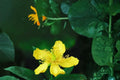 Great St John’s Wort Seeds – Hypericum pyramidatum, Perennial Yellow Wildflower for Gardens & Pollinators