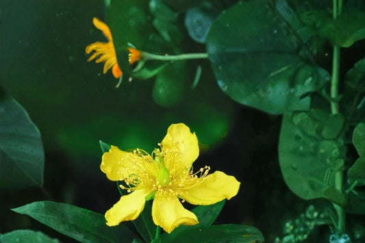 Great St John’s Wort Seeds – Hypericum pyramidatum, Perennial Yellow Wildflower for Gardens & Pollinators