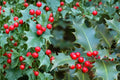 English Holly Seeds – Ilex aquifolium Evergreen Ornamental Tree with Red Berries, Spiny Glossy Foliage, Landscape Hedge Plant