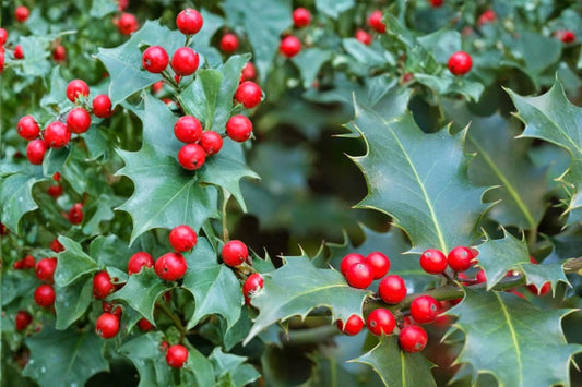 English Holly Seeds – Ilex aquifolium Evergreen Ornamental Tree with Red Berries, Spiny Glossy Foliage, Landscape Hedge Plant