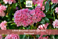 Pink Mountain Laurel Bare Root Plant – Kalmia latifolia Flowering Shrub for Garden, Landscape, Ornamental Outdoor Display