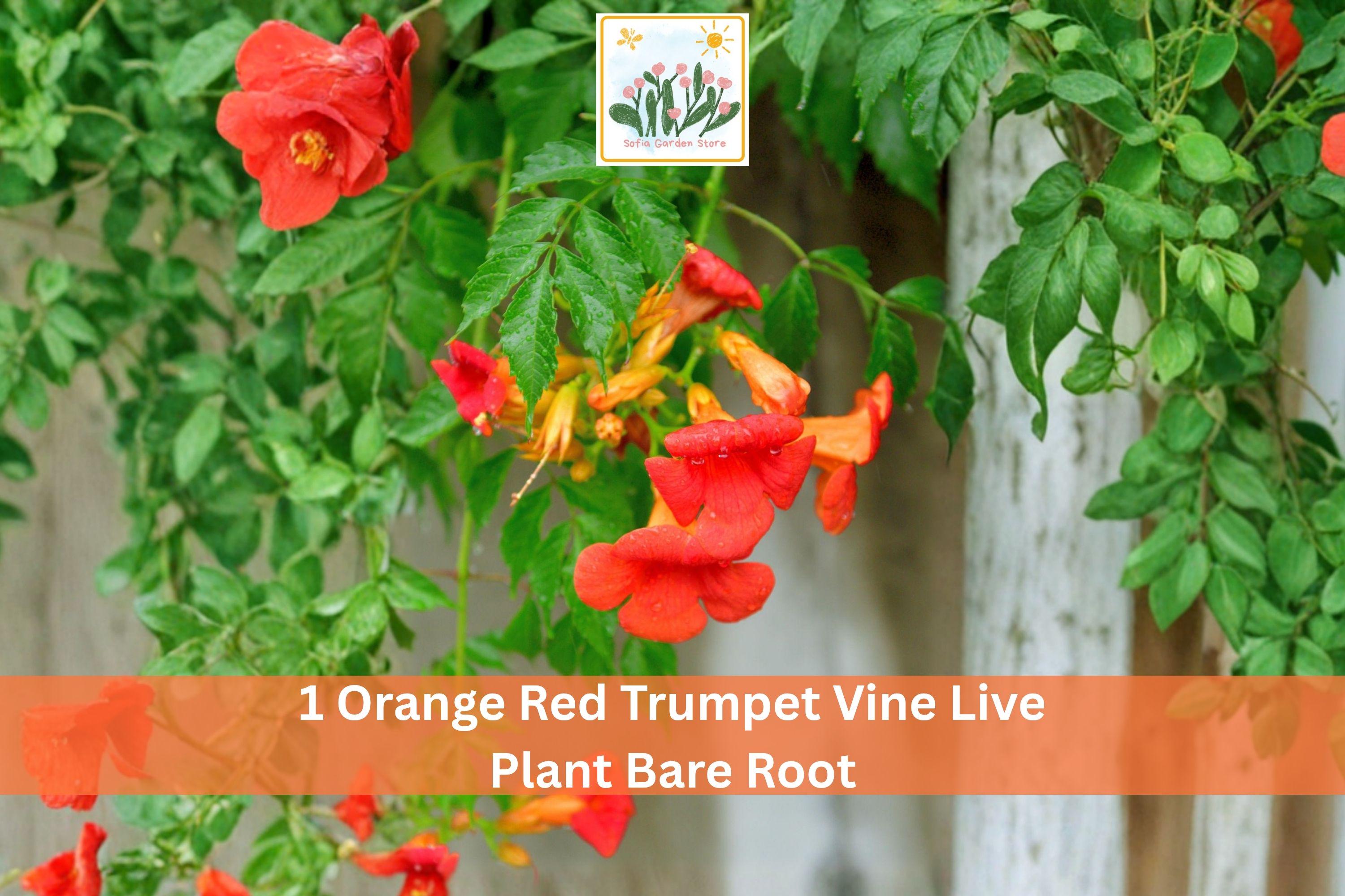 Campsis radicans Trumpet Vine Bare Root Climbing Plant - Orange Red Flowers, Fast-Growing Outdoor Garden Trellis