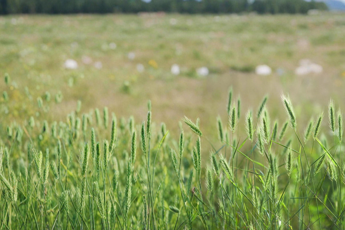 Virginia Wildrye Seeds – Elymus virginicus, Native Perennial Grass for Restoration & Habitat Plantings