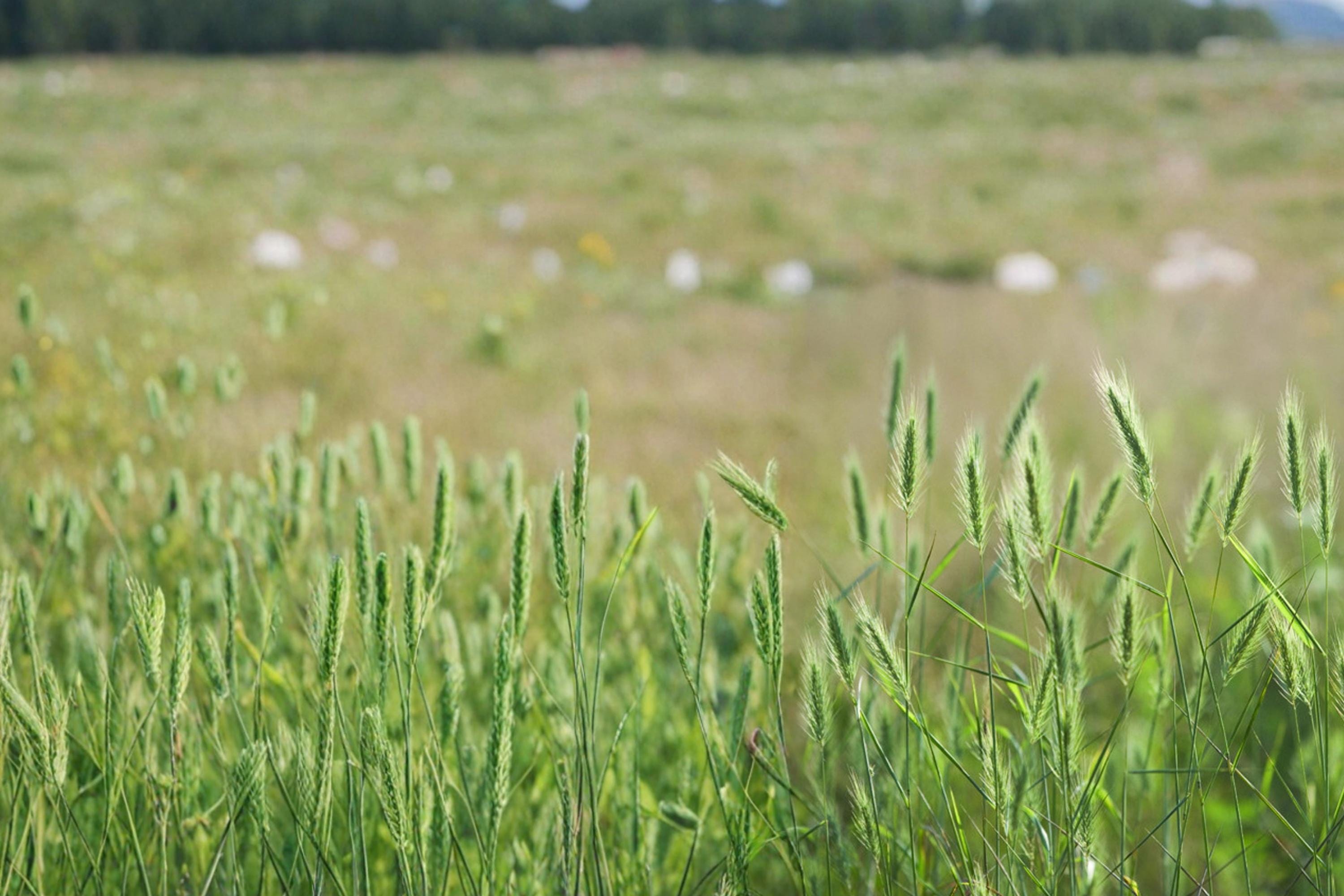 Virginia Wildrye Seeds – Elymus virginicus, Native Perennial Grass for Restoration & Habitat Plantings
