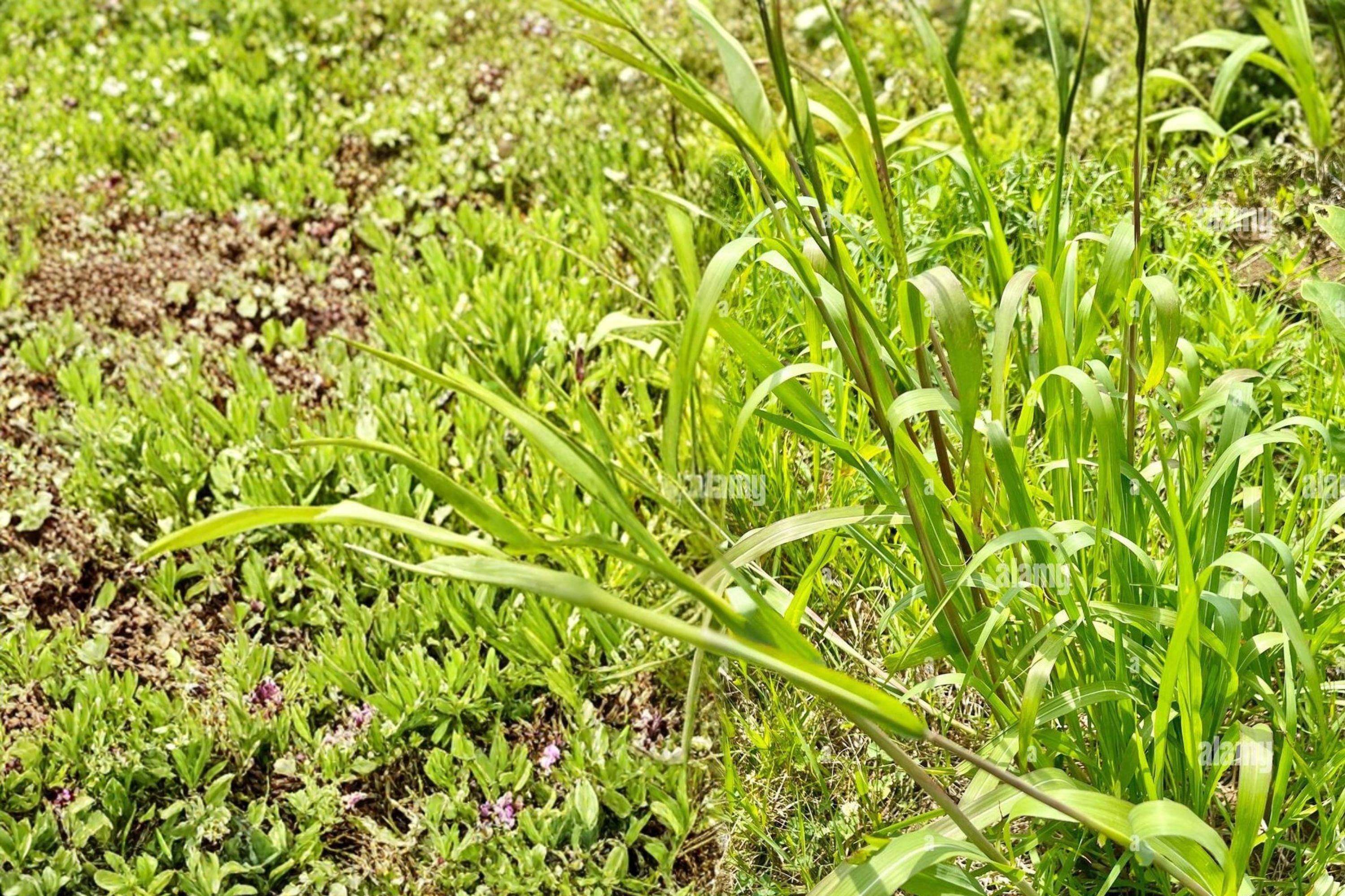 Eastern Gamagrass Seeds – Tripsacum dactyloides, Native Prairie Grass for Restoration & Landscaping