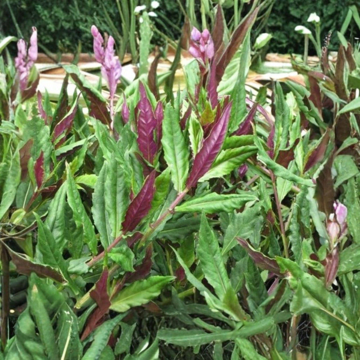 Okinawa Spinach Starter Plant 4-8 Inches Edible Green Gynura crepioides for Garden Growth