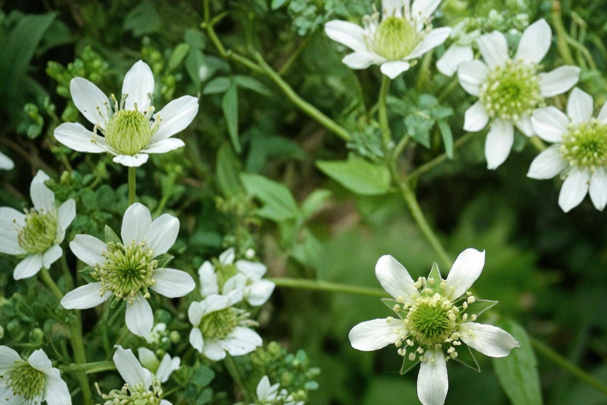 White Avens Seeds – Geum canadense Perennial Woodland Wildflower with White Flowers for Shade Gardens