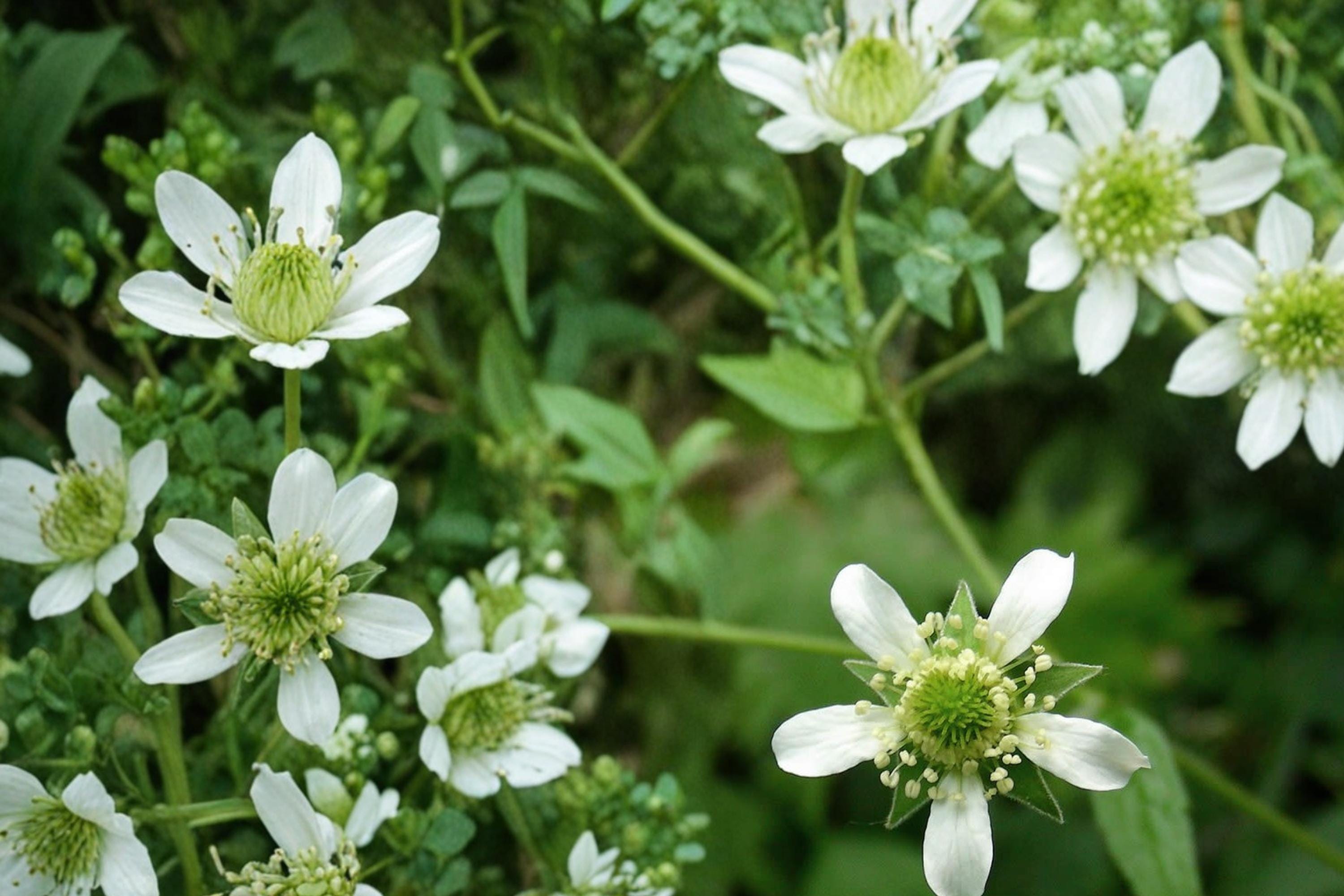 White Avens Seeds – Geum canadense Perennial Woodland Wildflower with White Flowers for Shade Gardens