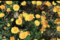 Tufted California Poppy Seeds – Eschscholzia caespitosa, Drought Tolerant Wildflower, Yellow, Annual, Low-Growing Garden & Wildflower Plant